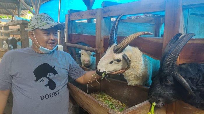 VIRAL, Dua Ekor Domba Bertanduk Empat di Majalengka, Dihargai Rp 100 Juta Per Ekor