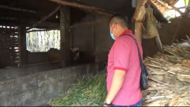 Sebanyak Enam Ekor Sapi Milik Warga di Kabupaten Jombang Raib Dalam Satu Malam, Polisi Tengah Melakukan Penyelidikan
