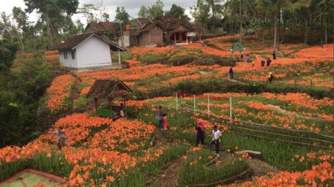 Sempat Rusak Lantaran Diserbu Pengunjung, Kebun Bunga Amarilis di Wonosari Siap Dikunjungi Wisatawan
