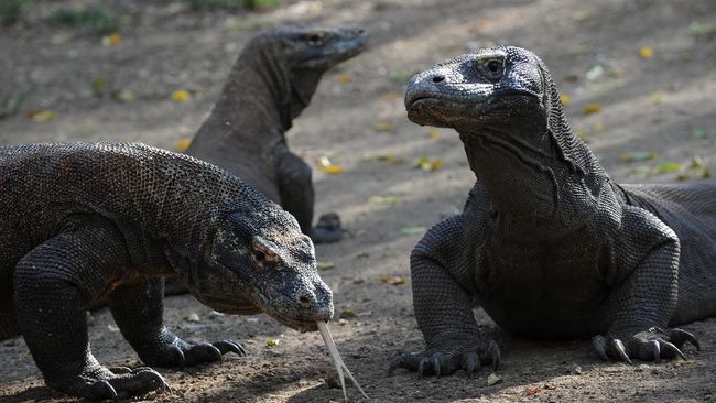 KUMPULAN Meme Kocak dari Foto Viral Taman Komodo Jurassic Park