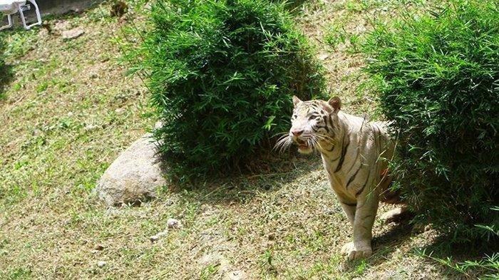 NGERI ! 2 Harimau di SINKA ZOO Singkawang Lepas, 1 Petugas Meninggal Dunia Diterkan Harimau itu 