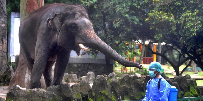 PPKM Skala Mikro, Tingkat Kunjungan Kebun Binatang Solo Naik 100 Persen