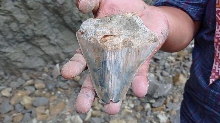 Fosil Gigi Megalodon Ditemukan di Sukabumi, Giginya Seukuran Telapak Tangan Orang Dewasa