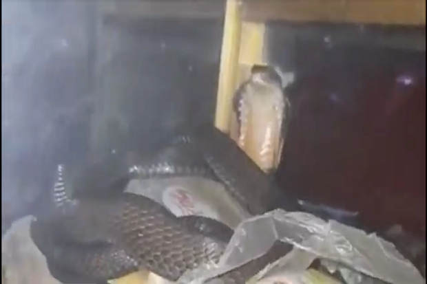 Bersembunyi di Lemari Kaca, Ular Kobra Sepanjang 1,5 Meter Gegerkan Warga Bener Meriah ACeh 