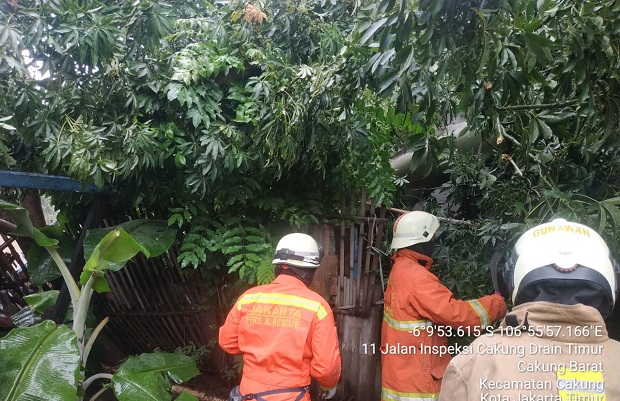 Angin Kencang, Sebanyak 4 Rumah Dihuni 25 Orang Tertimpa Pohon Tumbang di Cakung