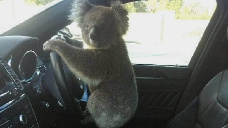 Oh Tidak, Seekor Koala Sebabkan Kemacetan Panjang di Australia