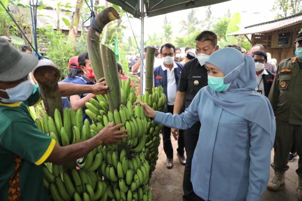 Meninjau Bibit Kebun Pisang Varietas Unggul di Desa Srimulyo Kabupaten Malang, Gubernur Beri Nama 'Pisang Mulia'