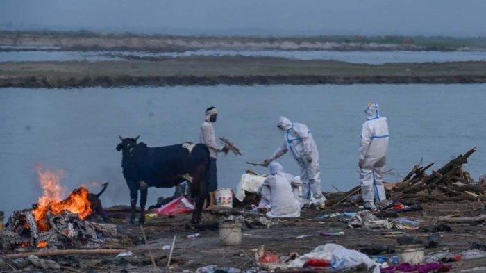 Puluhan Mayat Diduga Korban Covid-19 Terdampar di Sungai Gangga, Diduga Krematorium Sudah Kewalahan