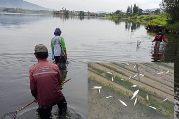 Kabupaten Solok Geger, Ikan di Danau Diatas Pada Berenang ke Pinggir dan Berubah Jadi Jinak