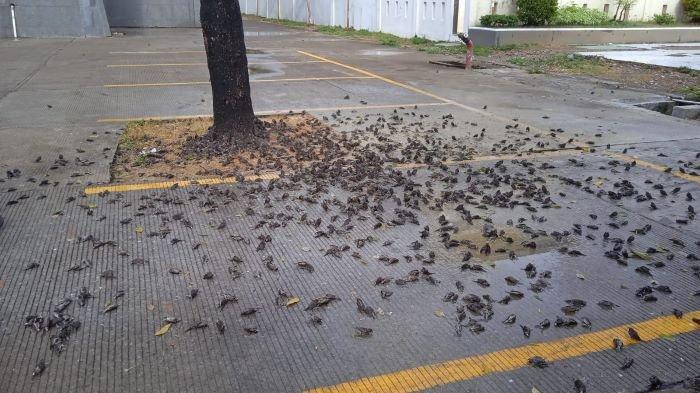 Ratusan Burung Pipit Mati Mendadak di Balai Kota Cirebon, Ini Dugaan Penyebabnya