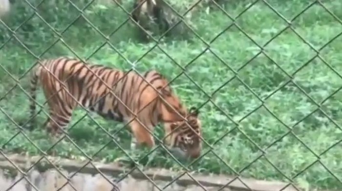 Viral Harimau di Medan Zoo Kurus-Makan Rumput, BKSDA Sumut Turun Tangan  