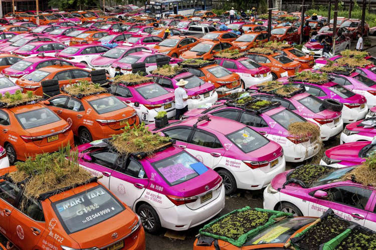 Taksi di Bangkok Diubah Jadi Kebun Sayuran, Begini Ceritanya