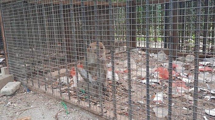 VIRAL ! Monyet di Kebun Binatang Karawang Tinggal di Kandang Penuh Dengan Sampah, Kok Bisa ? 