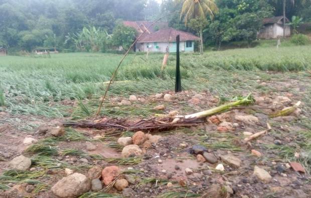 Petani Menangis, Seluas 4 Hektare Lahan Padi Siap Panen Rusak Parah Tersapu Banjir