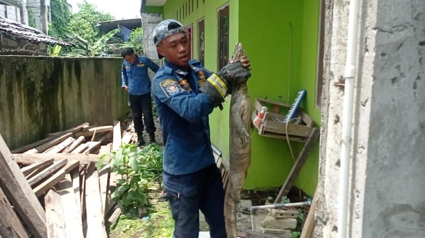 Petugas BPBD Tangerang Evakuasi Biawak yang Bersarang di Rumah Warga
