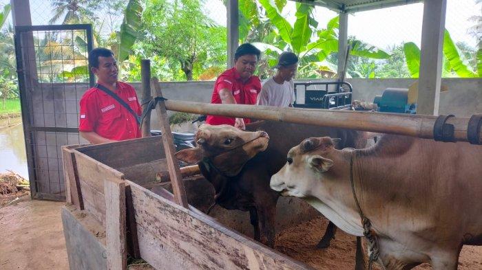 Kabupaten Cianjur Waspada, Penyakit Mulut dan Kuku Hewan Sapi Sudah Masuk Jabar