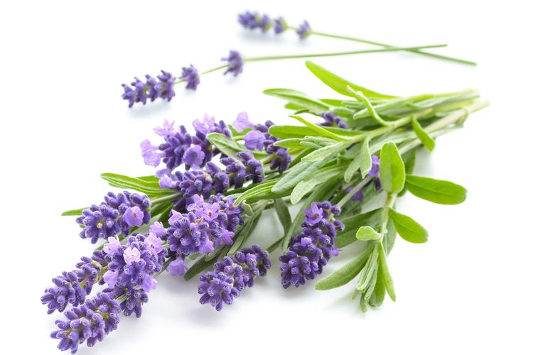 Berikut Berbagai Manfaat Luar Biasa Bunga Lavender