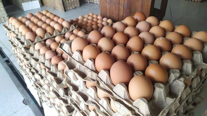 Berikut Beberapa Manfaat Telur Ayam