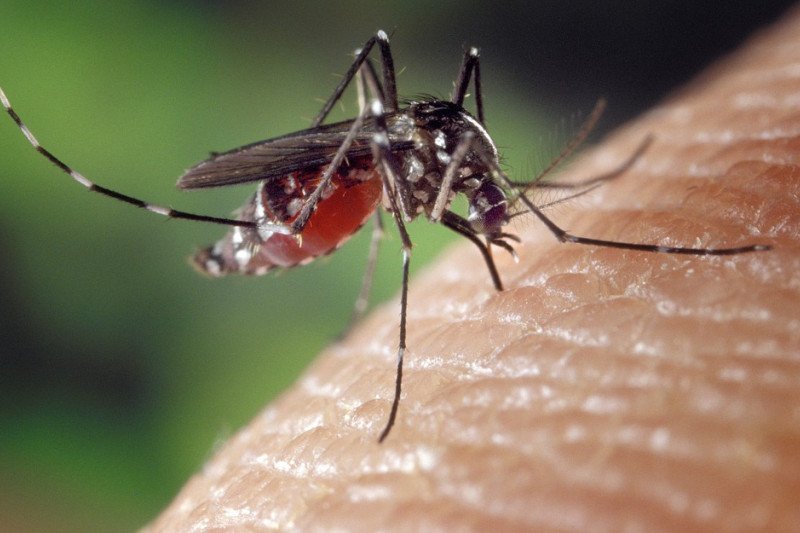 CANGGIH! Ilmuan Akan Gunakan Nyamuk Untuk Suntikan Vaksin ke Manusia 
