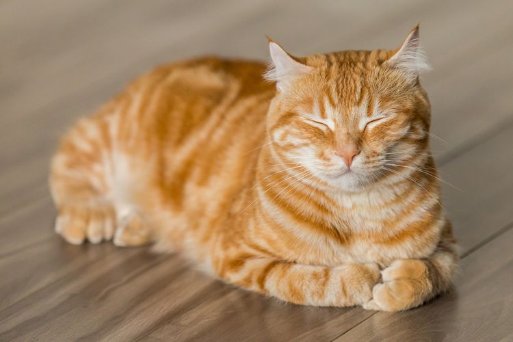 Berikut Beberapa Alasan Kenapa Kucing Oren Begitu Spesial Menurut Sains