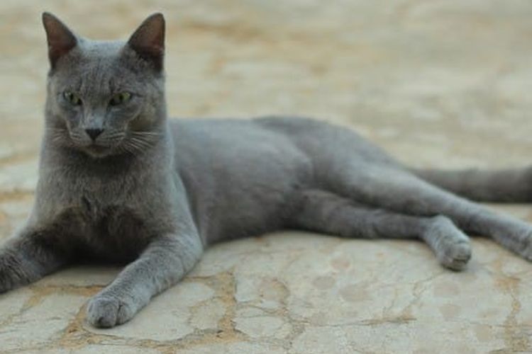 Berikut Beberapa Fakta Kucing Busok Asal Pulau Raas Madura yang Sudah Diakui Dunia