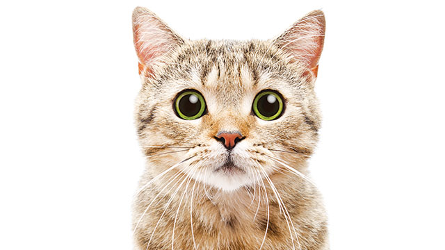 Peneliti Bilang Manusia Bisa Berkomunikasi Dengan Kucing Lewat Kedipan Mata ? Benarkah ? 