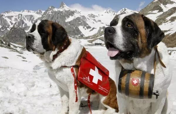 7 FAKTA Tentang Swiss yang Mungkin Belum Kalian Ketahui, Salah Satunya Ketika Memelihara Anjing Akan Dikenakan Pajak 