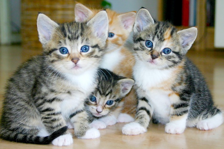 Berikut Beberapa Hal yang Perlu Diperhatikan Saat Mengatasi Belek pada Mata Anak Kucing