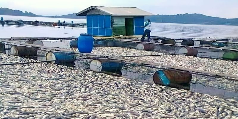 Jutaan Ikan di KJA Waduk Jatiluhur Mati diduga karena Cuaca Buruk 
