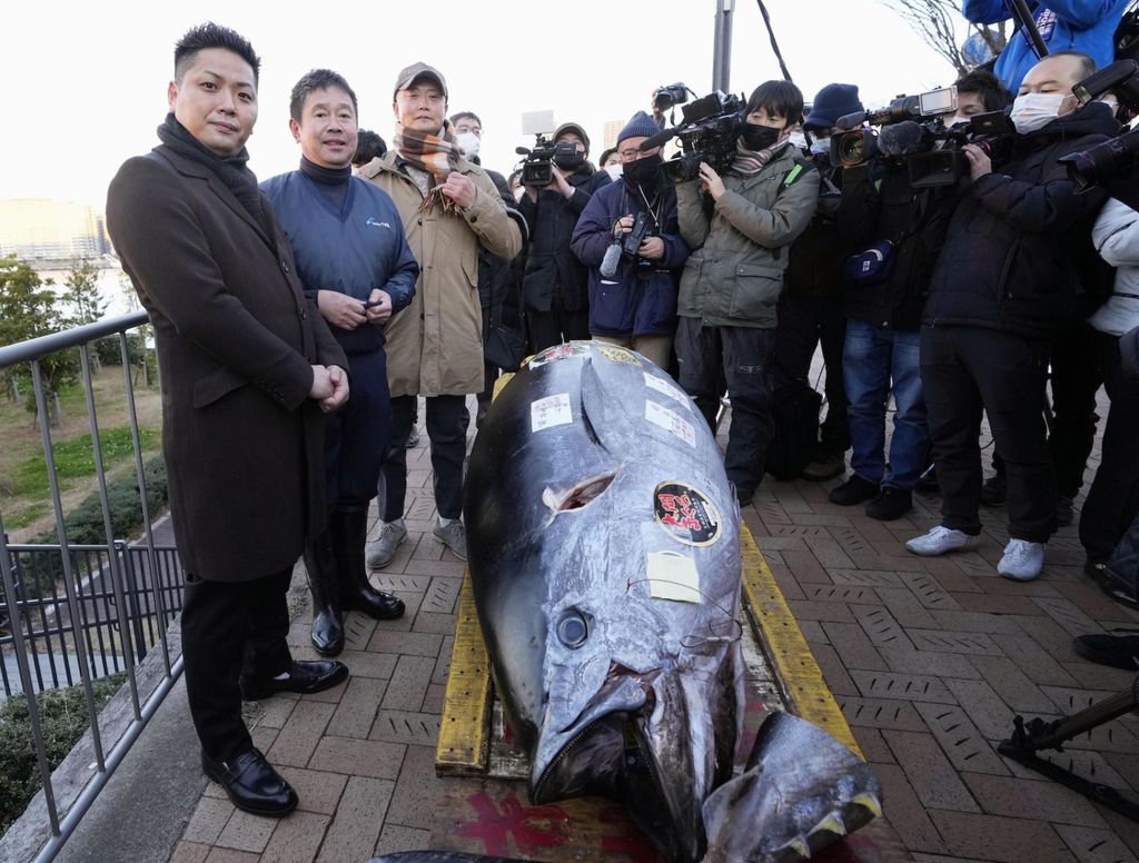 VIRAL Ikan Bluefin Tuna 200kg Berhasil Terjual Rp 4,2 Miliar ! Kualitasnya Jempolan 