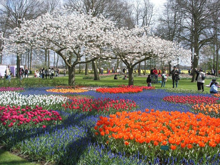 5 Tempat Wisata di Belanda yang Wajib Dikunjungi ! Ada Surga Bunga Tulip dan Desa Kincir Angin ! 