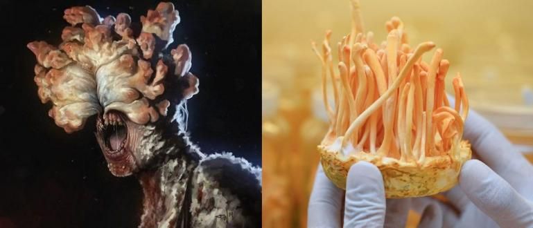 Jamur Codyceps Berbahaya Membuat Manusia Menjadi Zombie Seperti di Series ''The Last Of Us'' ? Atau Malah Bermanfaat ? 