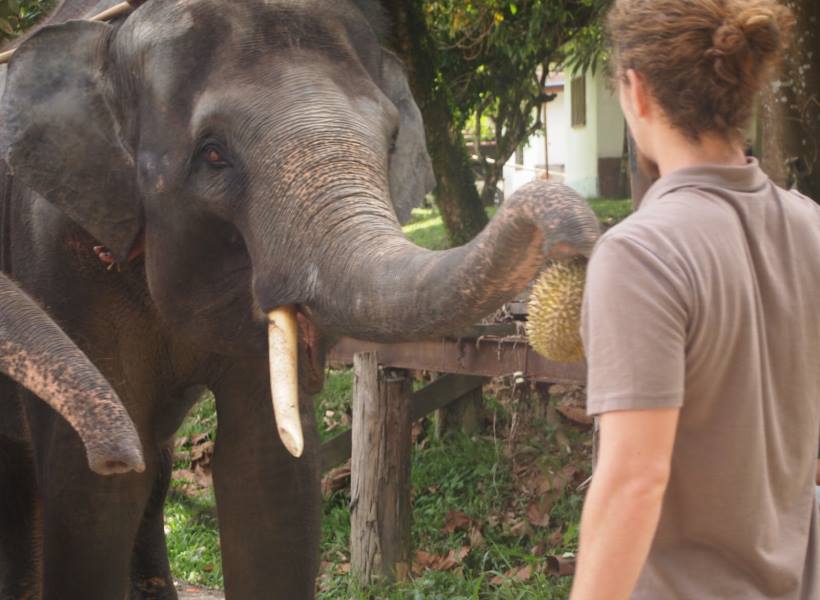 Duren Gajah Emang Ada ? Durian Ini Berasal Dari Kotoran Gajah yang Sangat Diburu ! Enakkah ? 