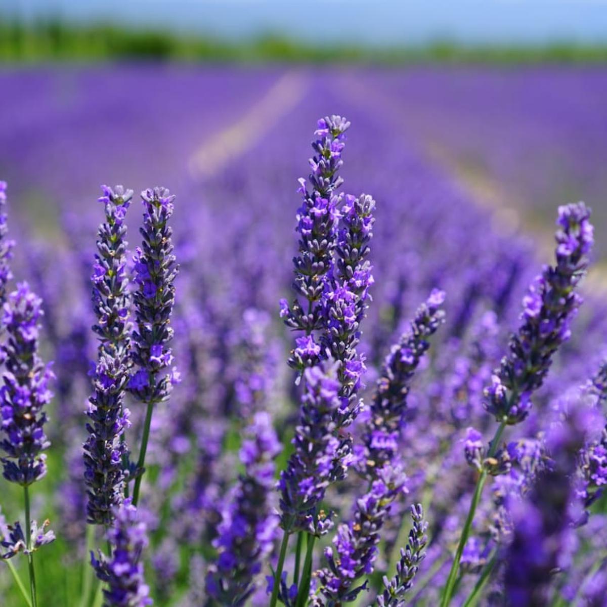 Berikut Beberapa Manfaat Lavender untuk Kesehatan Kulit dan Wajah