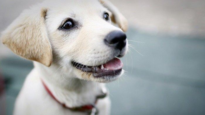 Bocah Berusia 4 Tahun di Sikka Meninggal Usai Digigit Anjing Rabies, Sempat 2 Kali Diberi Vaksin