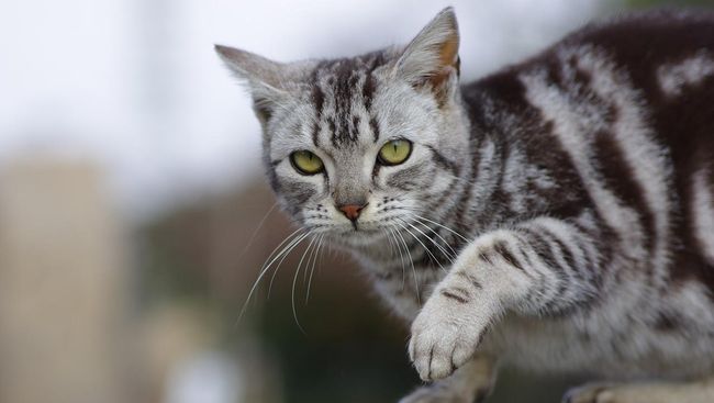 Berikut Tanda-Tanda Kucing Terkena Rabies