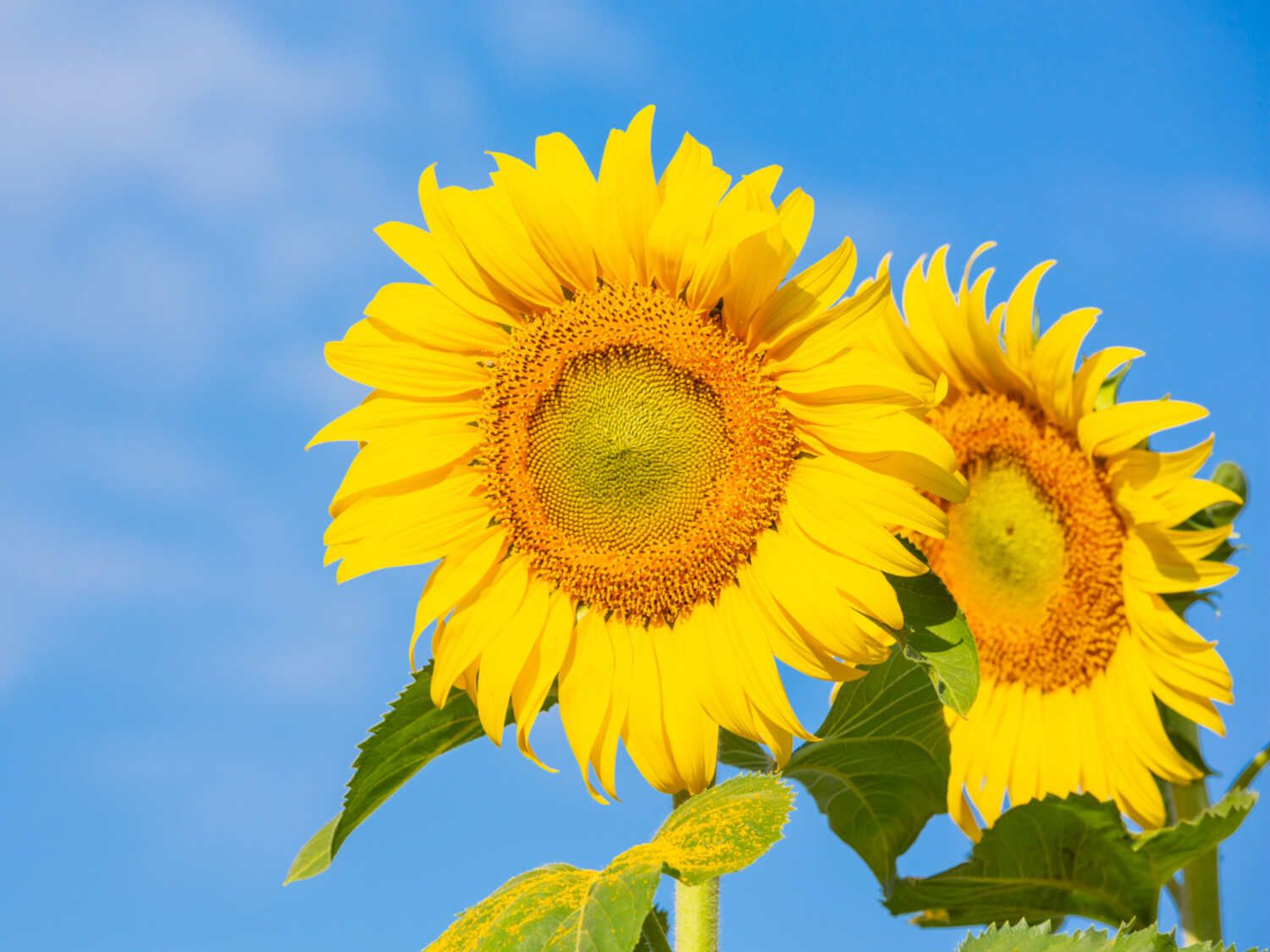 Berikut Beberapa Manfaat Bunga Matahari