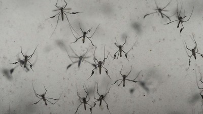 Apa Efek Gigitan Dari Nyamuk Wolbachia Pada Manusia ? 