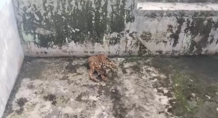 Pemkot Diminta Serius Benahi Medan Zoo Setelah Tiga Harimau Mati