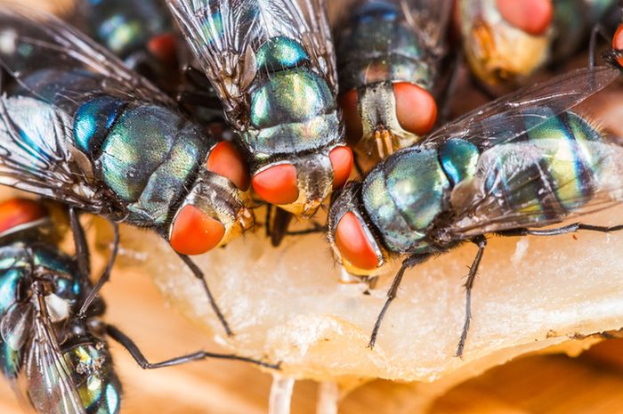 Apa yang Sebenarnya Lalat Lakukan Saat Hinggap di Makanan Kita?