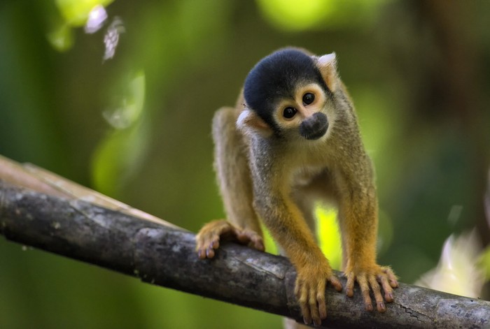 14 Ekor Monyet Langka Dicuri dari Kebun Binatang di Prancis