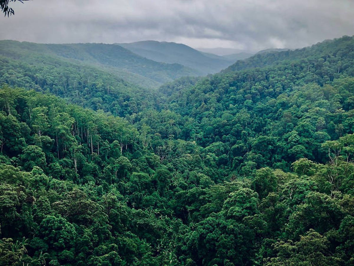 Kisah Peneliti Asing Berjumpa Makhluk Mirip Manusia di Hutan Sumatra
