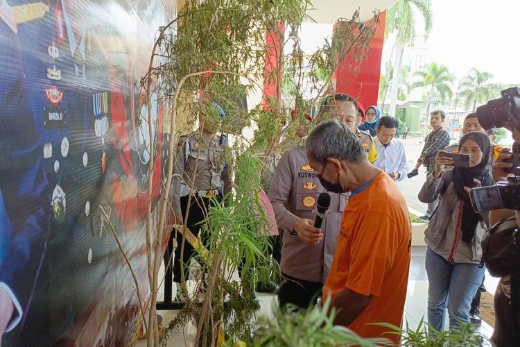 Berdalih untuk Berobat, Lansia di Bandung Tanam 20 Batang Ganja di Rumahnya