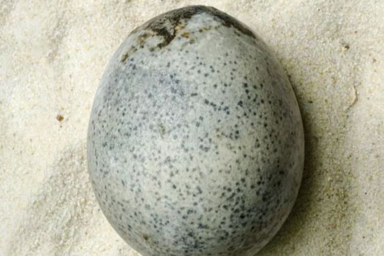 Heboh! Penemuan Telur Zaman Romawi Berusia 1.700 Tahun yang Masih Penuh Cairan