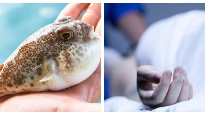 Satu Keluarga Tewas Keracunan Telur Ikan Buntal, Berikut Beberapa Fakta Ikan Buntal
