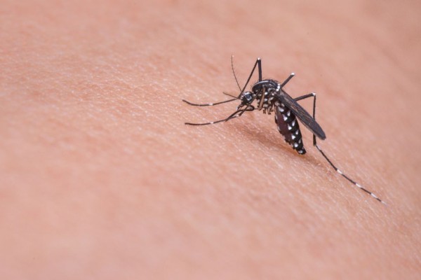 Berikut Beberapa Cara Mencegah Nyamuk DBD Berkeliaran di Rumah