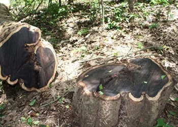 Bukan Kayu Jati, Ini Beberapa Kayu Termahal di Dunia Harganya Hampir Rp 20 Miliar per Kilo !