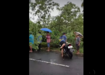 Pengendara Motor Tertimpa Pohon Tumbang di Patrang Jember (Facebook/Riris Arya)