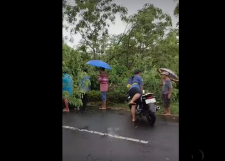 Pengendara Motor Tertimpa Pohon Tumbang di Patrang Jember (Facebook/Riris Arya)