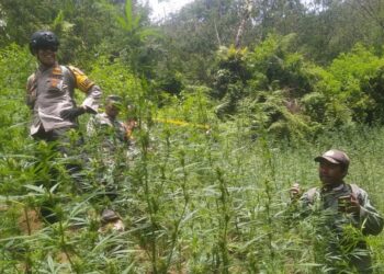 Kronologi Penemuan 59 Titik Ladang Ganja di Taman Nasional Bromo Tengger Semeru (ppid.menlhk.go.id)
